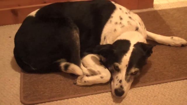 Dog Arthritis Problems and Treatments смотреть онлайн