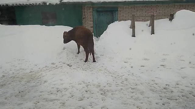 Баран оказался сильнее быка смотреть онлайн