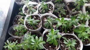 ВСЕ ТОНКОСТИ ВЫРАЩИВАНИЯ КАЛИБРАХОА ИЗ ЧЕРЕНКА. ПЕРВАЯ ПОДКОРМКА ПОСЛЕ УКОРЕНЕНИЯ. ПРИЩИПКА.УХОД.