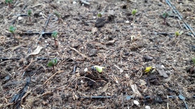 процес проростание рассады капусты из семян,очень интересно. смотреть онлайн