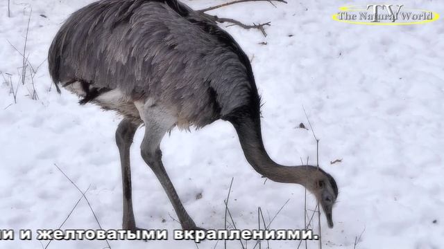 Лама Энциклопедия животного мира-/Bayreuth Tierpark-Rohrensee /#Лама #животного #мира #Bayreuth #hd