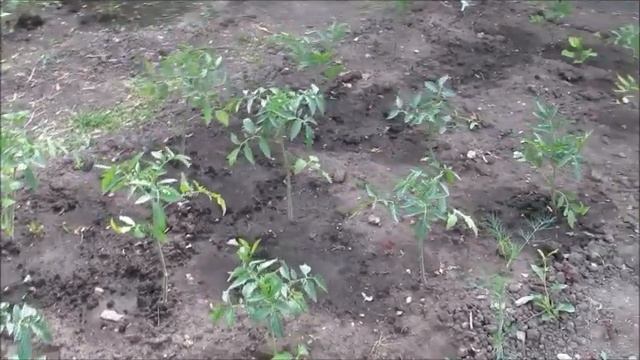 У соседей помидоры с меня ростом, а мои высокорослые не выше голени смотреть онлайн