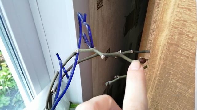 Как получить продолжительное цветение орхидеи. #моишестьсоток#хештег#орхидеи смотреть онлайн