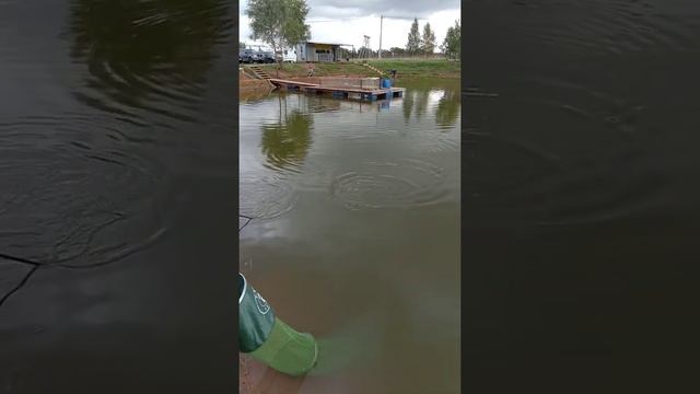 Поимка форели на резину. Рыбалка в ДУРЫКИНО смотреть онлайн