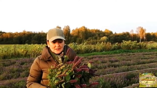 ЛОФАНТ АНИСОВЫЙ