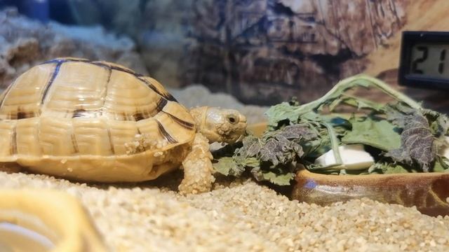 Заменили ракушечник песком из Сахары ??️ смотреть онлайн