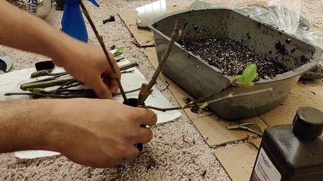 Rooting a Jane Magnolia | GIANT PINK FLOWERS! смотреть онлайн