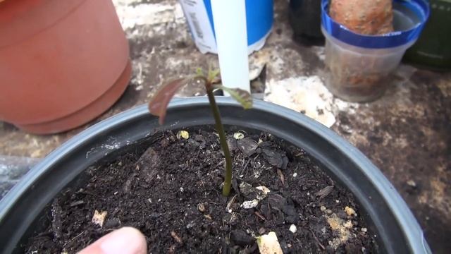 ⟹ Valencia Pride mango | STARTING FROM A SEED | PART 2 смотреть онлайн