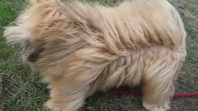Собака Лхаса Апсо Lhasa Apso смотреть онлайн