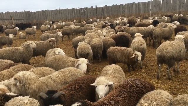 Рацион откорма ягнят смотреть онлайн