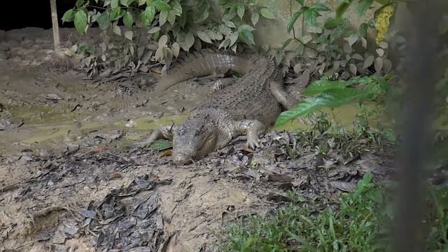 Бай Киро - Крокодила Гена смотреть онлайн