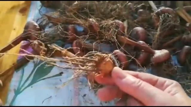 ГЛАДИОЛУС. Как убрать и хранить луковицы зимой