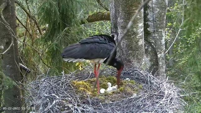 Must-toonekurg2 | Mom Stork feeding new born babies | May 22, 2022 смотреть онлайн
