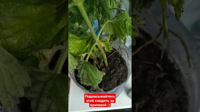 Выращивание крапивы дома. Черенкование крапивы. Как вырастить крапиву. Эксперимент смотреть онлайн