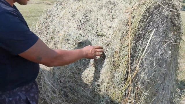 Отзыв о пресс-подборщике ПР 145М УНИСИБМАШ, сенокос 2020, смотреть онлайн