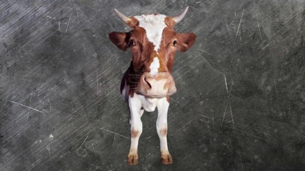 Tushda Sigir Ko'rish Tabiri