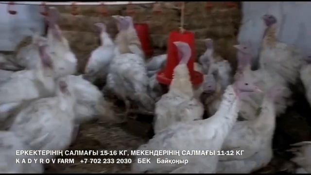 #KADYROVFARM 300 бас ИНДЮК сатылымда - "ХАЙБРИД КОНВЕРТЕР" КАНАДА смотреть онлайн