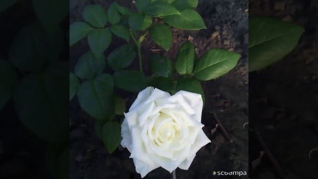 Моя роза Boeing. смотреть онлайн