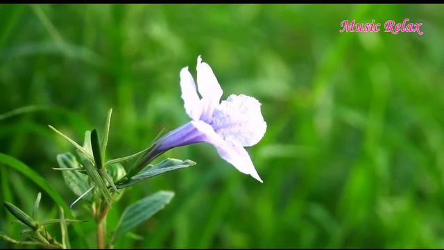 The Best Relaxing Piano Classical Love Songs - Самые красивые фортепианные мелодий о любви смотреть онлайн