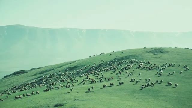 РКФР История одного предпринимателя выведение племенных овец Талас смотреть онлайн