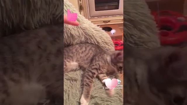 МАЛЕНЬКИЙ ЛАСКОВЫЙ РЕБЁНОК КОТЕНОК#СЛАДКИЙ МАЛЕНЬКИЙ РЕБЁНОК КОТЁНОК#ЗАБОТА О КОТЁНКЕ#КАК ЗАБОТИТЬС смотреть онлайн