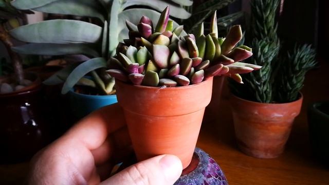 Anacampseros Purple Giant смотреть онлайн