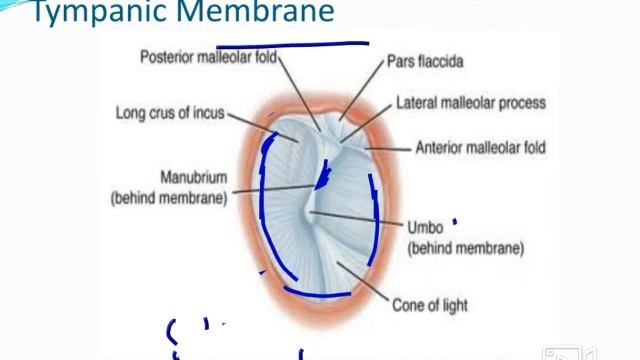 I B ScAllied Anatomy External Ear смотреть онлайн