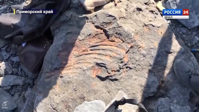 В Приморье 7-летний мальчик нашел останки динозавра смотреть онлайн