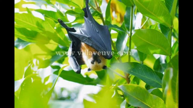 Villa Veuve Hotel La Digue Seychelles Video смотреть онлайн