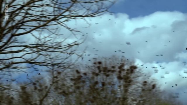 L'invasion de corbeaux en ville | ARTE Regards смотреть онлайн