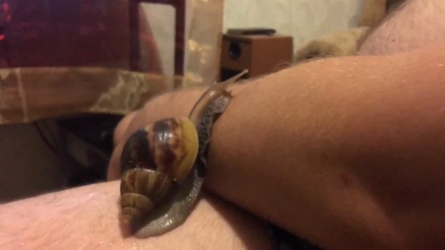 Самая быстрая улитка в мире смотреть онлайн