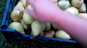 Дюшес Осенний. Сорт груши осеннего срока созревания.