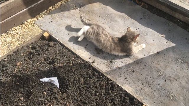 У нас будет асфальтированная дорога до дома! Начала высадку томатов. смотреть онлайн