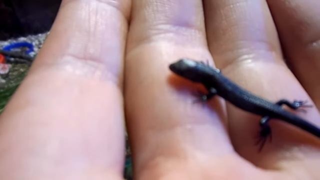 Ящерицы 1 смотреть онлайн