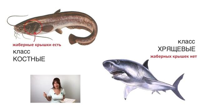 ЗАДАНИЕ 7 / ОГЭ ПО БИОЛОГИИ / БЛИЦ-ПОДГОТОВКА с Александрой Соболевой