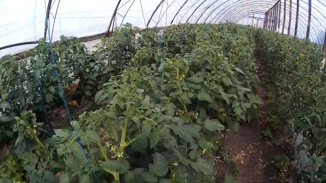 Обзор теплиц. Бъёрн и Лютояр, Кто живучее? смотреть онлайн