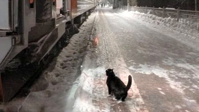 Каждый вечер ровно в 22:40 кот приходит на перрон и ждёт прибытия поезда… Только посмотри зачем смотреть онлайн
