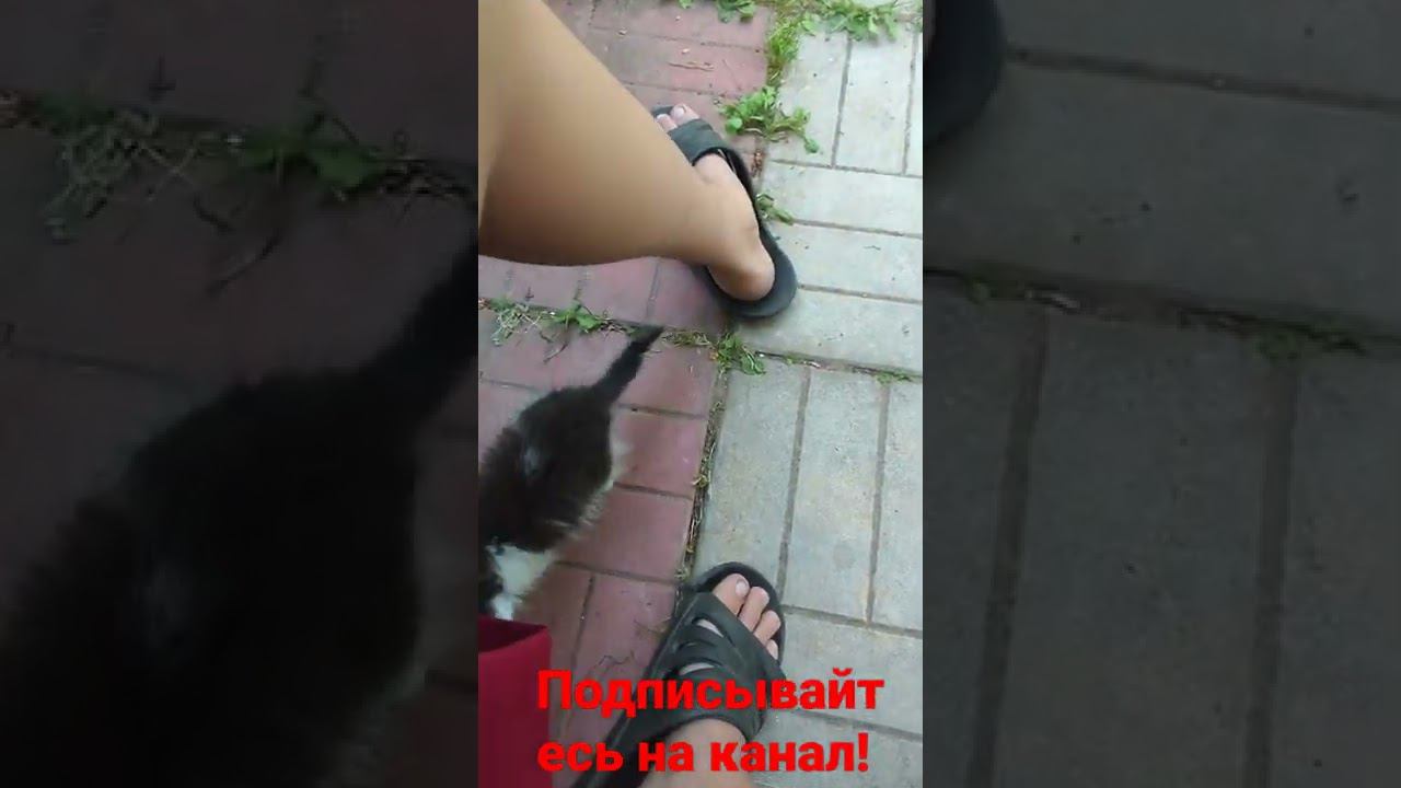 кошка мама бросила котëнка! смотреть онлайн