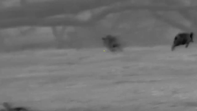 Pulsar Thermion 2 LRF XG50 **1st HUNTS** смотреть онлайн