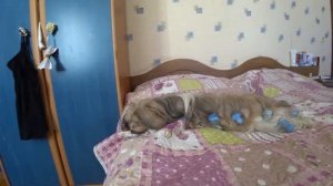 Искусственная вязка | ши тцу | небольшая Тренировка в Литве