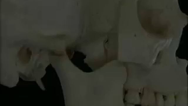 Анатомия человека. Полости носа. смотреть онлайн