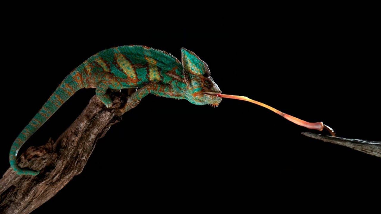 Хамелеон атакует опасного паука. Вот как атакуют хамелеоны смотреть онлайн