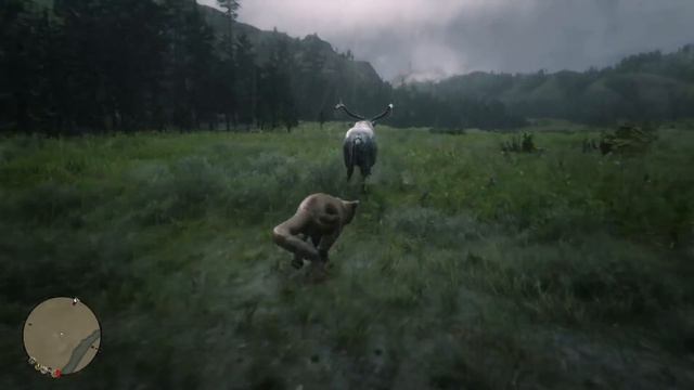MAMÃE PUMA: Defendendo e Ensinando o filhote a caçar. - Red Dead Redemption 2 смотреть онлайн