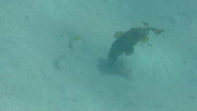 Титановый спинорог смотреть онлайн