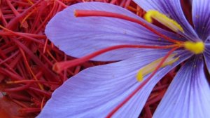 Несколько целительных свойств известной специи : Вот чем полезен шафран. Вы будете удивлены!