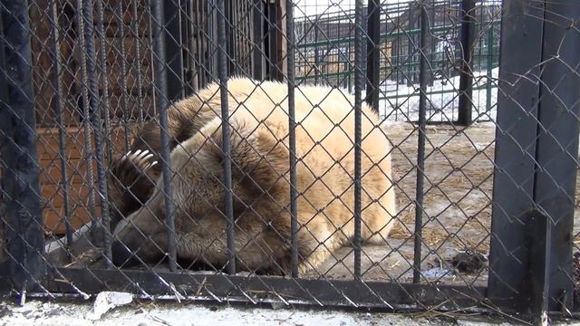 Медведь играет с человеком. Парк "Роев ручей" Красноярск. Медведь белокоготный. смотреть онлайн