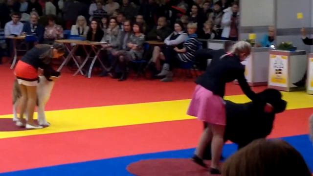 Золотой ошейник 2013 Американская акита 2 смотреть онлайн
