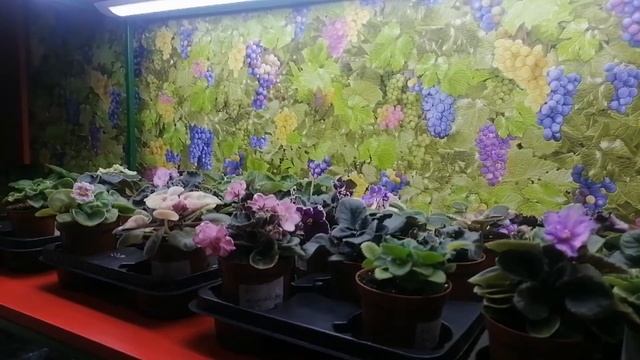 Жена отжала бизнес. Шестьдесят сортовых фиалок переехали на новое место. смотреть онлайн