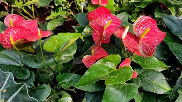 Tala Hat Visit !! Current Price Of Rose Hibiscus Cactus & Many Others Indoors Plants смотреть онлайн