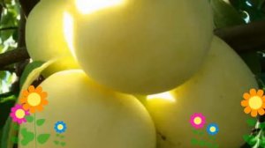 Яблоня домашняя Белый налив (Belyi naliv). Краткий обзор, описание характеристик, где купить саженц